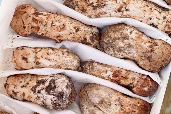 松茸煲仔飯的做法竅門 松茸煲仔飯的做法竅門