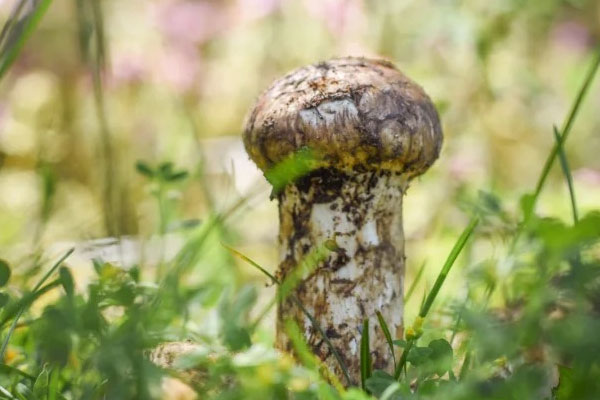 松茸吃多了會(huì)有什么反應(yīng)，松茸會(huì)引起皮膚過敏嗎