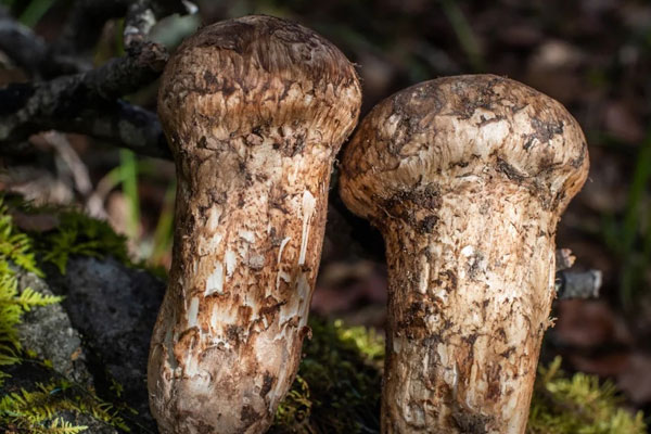 胃不好可以吃松茸嗎，吃松茸會(huì)引起便秘嗎