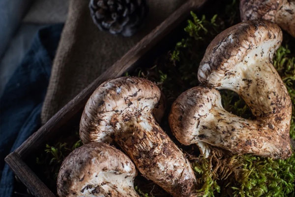 吃松茸會導致便秘嗎 吃松茸會導致便秘嗎