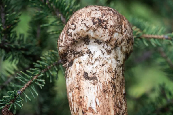 松茸對(duì)高血壓有好處嗎，肝硬化病人能吃松茸嗎