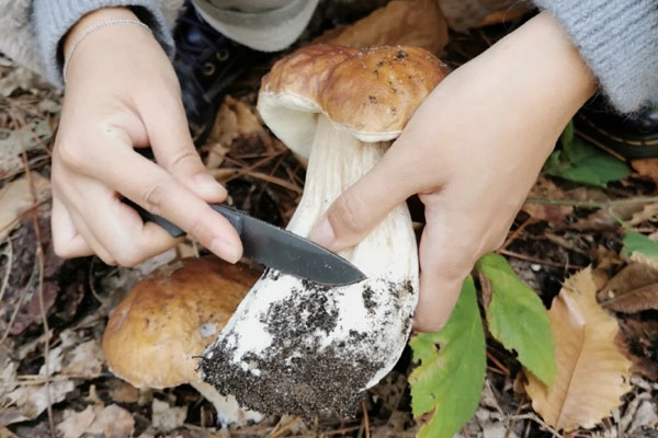 牛肝菌雞肉菠菜粥的功效作用 牛肝菌雞肉菠菜粥的功效作用