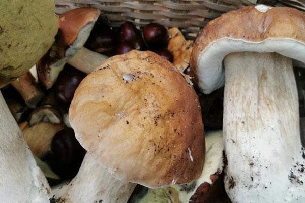 牛肝菌雞肉菠菜粥的食用禁忌 牛肝菌雞肉菠菜粥的食用禁忌