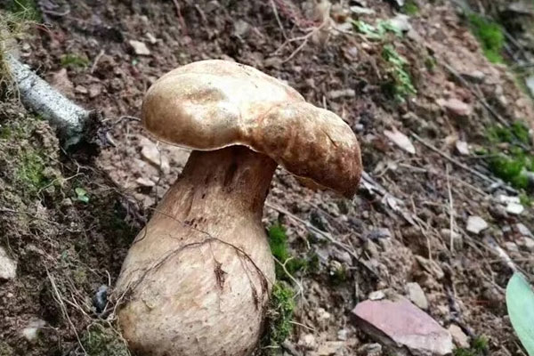 牛肝菌芥蘭臘腸飯的食用禁忌