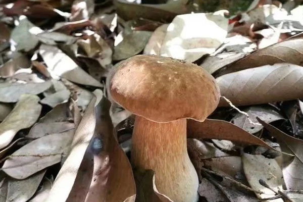 牛肝菌烤小土豆的功效作用 牛肝菌烤小土豆的功效作用