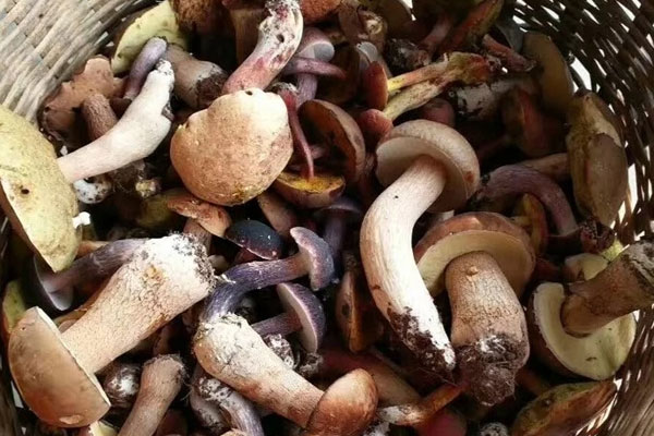 牛肝菌烤小土豆的食用禁忌 牛肝菌烤小土豆的食用禁忌