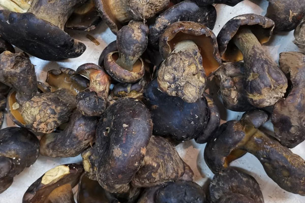 牛肝菌土豆燉牛腩的功效作用 牛肝菌土豆燉牛腩的功效作用