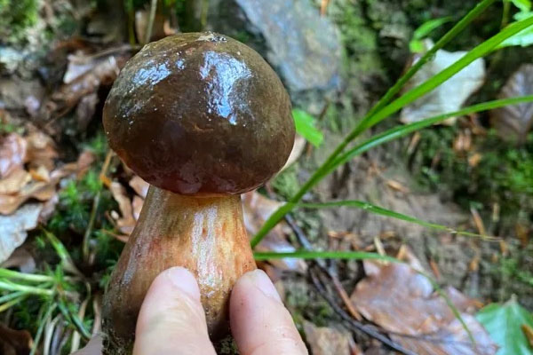 牛肝菌燈籠椒炒百合的功效作用與營養(yǎng)價值 牛肝菌燈籠椒炒百合的功效作用與營養(yǎng)價值