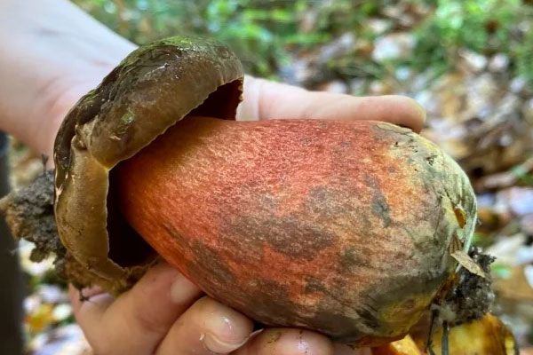 牛肝菌燈籠椒炒百合的食用禁忌 牛肝菌燈籠椒炒百合的食用禁忌