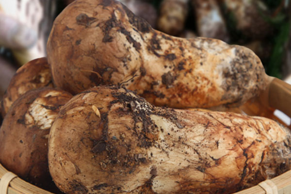 濕疹可以吃松茸嗎，松茸是發(fā)物嗎