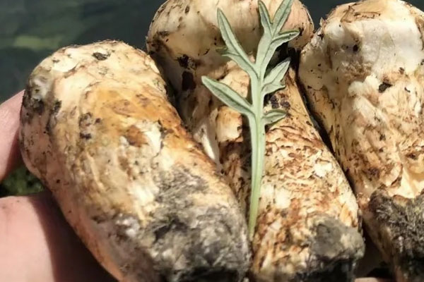 松茸是不是發(fā)物 松茸是不是發(fā)物