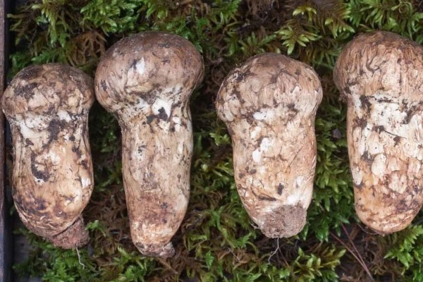 濕疹應(yīng)該怎么吃松茸 濕疹應(yīng)該怎么吃松茸