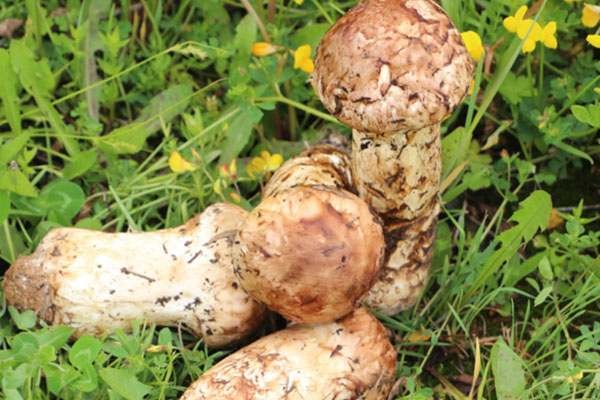 松茸很補(bǔ)嗎，松茸治什么病呢