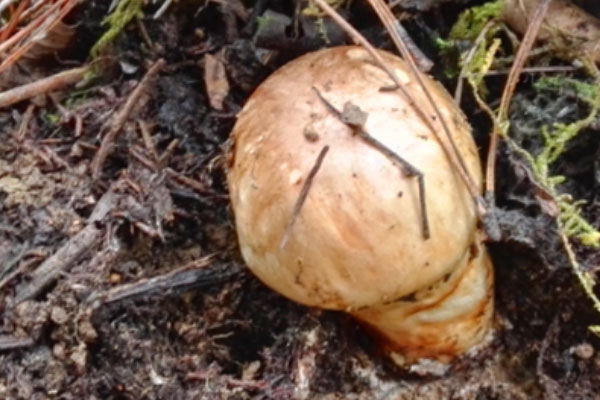 松茸可以治療什么病 松茸可以治療什么病