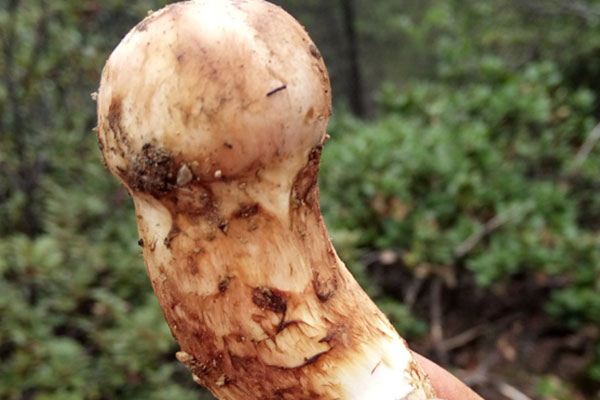 松茸對(duì)皮膚的功效，松茸會(huì)導(dǎo)致腹瀉嗎