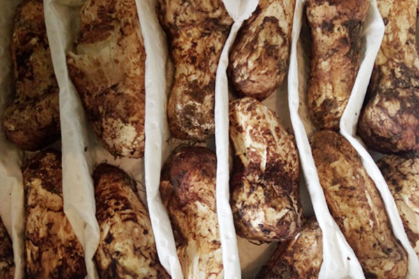 松茸調(diào)理腸胃的食譜 松茸調(diào)理腸胃的食譜