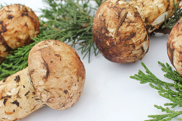 松茸全世界哪里產(chǎn)的最好，松茸煮水要煮多長(zhǎng)時(shí)間