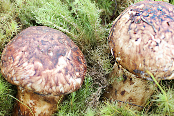 咳嗽可以吃松茸嗎 咳嗽可以吃松茸嗎