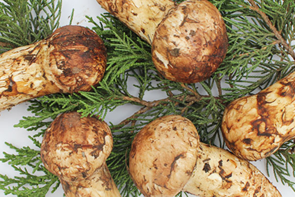 上好松茸的標準 上好松茸的標準