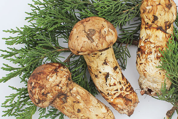 吃松茸會(huì)引起便秘嗎，咳嗽能吃松茸嗎