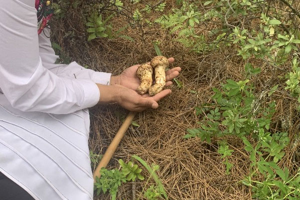 松茸草酸含量高嗎，松茸含鉀是否很高