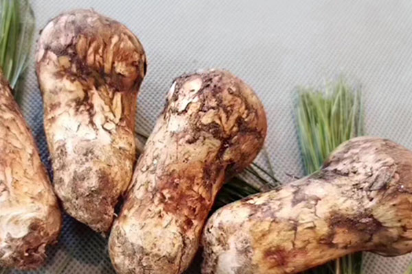 松茸含有的鉀多嗎 松茸含有的鉀多嗎