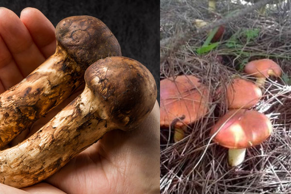 松茸和松蘑哪個好吃 松茸和松蘑哪個好吃