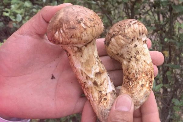 松茸可以用刀切嗎 松茸可以用刀切嗎