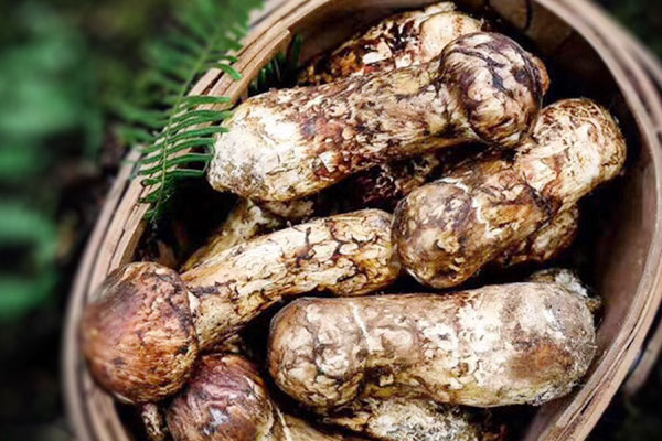 松茸什么季節(jié)吃最好 松茸什么季節(jié)吃最好