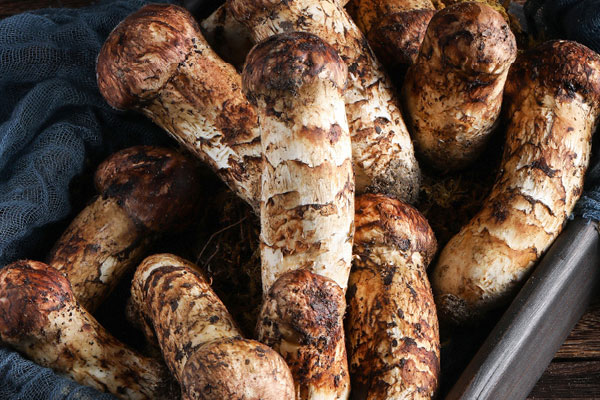 痛風(fēng)能吃松茸嗎，松茸嘌呤高不高