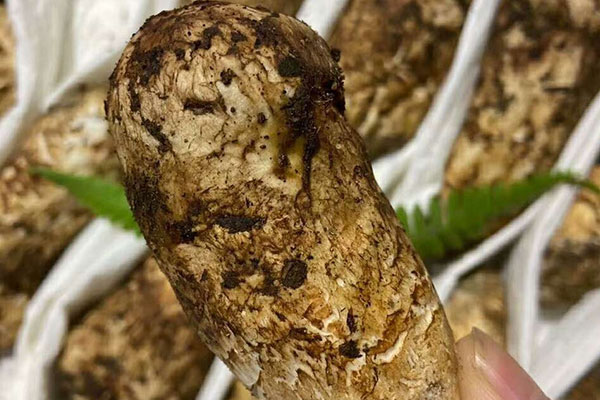 松茸是不是高嘌呤食物 松茸是不是高嘌呤食物