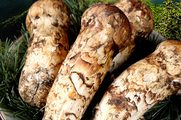 松茸可以治療哪些疾病 松茸可以治療哪些疾病