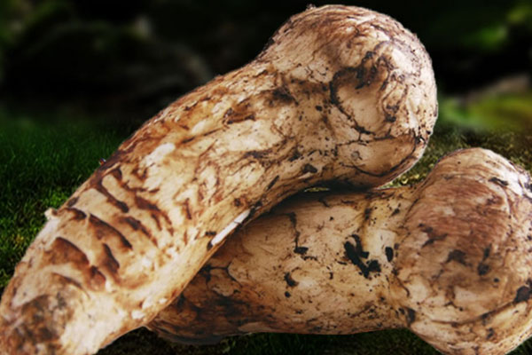 尿酸高能吃松茸嗎，細(xì)菌感冒能吃松茸嗎