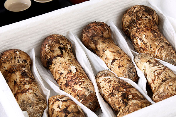 松茸對(duì)產(chǎn)婦的重要性 松茸對(duì)產(chǎn)婦的重要性