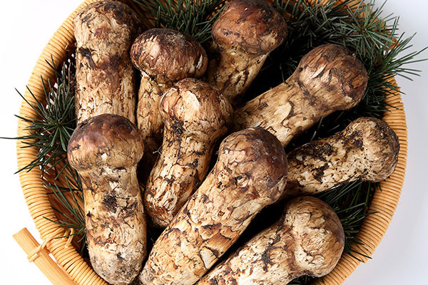 腸胃炎可以吃松茸嗎，松茸是什么性質(zhì)