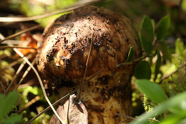 松茸是什么屬性 松茸是什么屬性