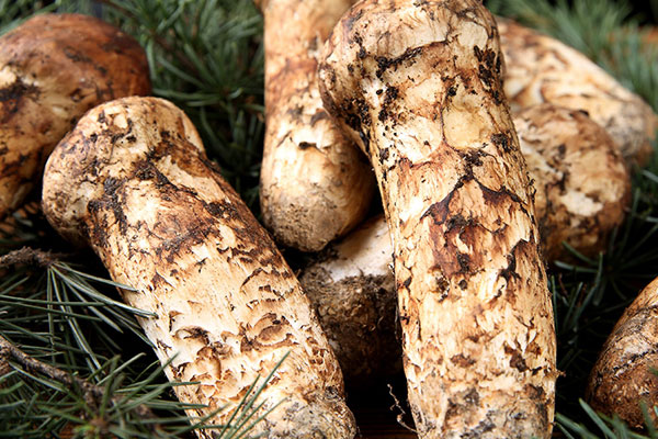 吃松茸會(huì)上火嗎，松茸菌是涼性還是溫性