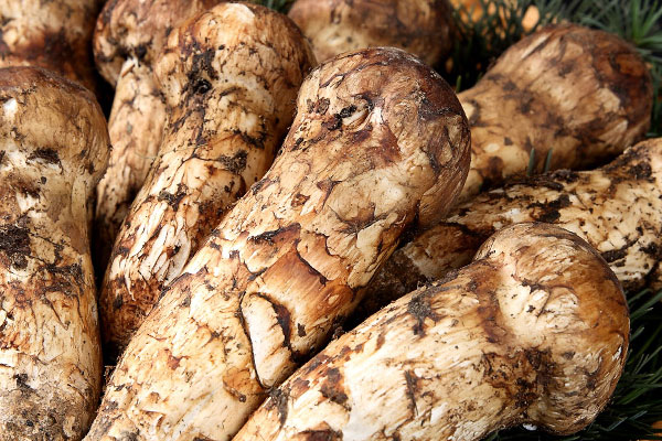 松茸的屬性是溫性還是涼性 松茸的屬性是溫性還是涼性