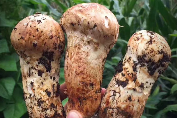 松茸熱量高嗎 松茸熱量高嗎