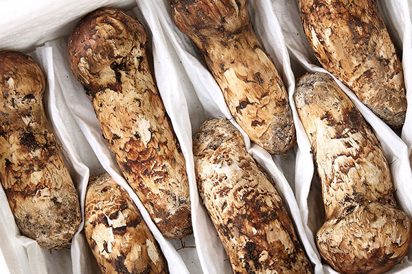 吃松茸可以吃海鮮嗎，吃松茸能喝白酒嗎