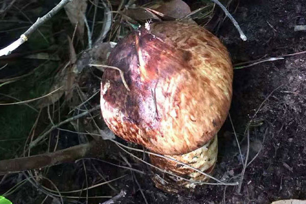 松茸的生長可以分為幾個階段 松茸的生長可以分為幾個階段