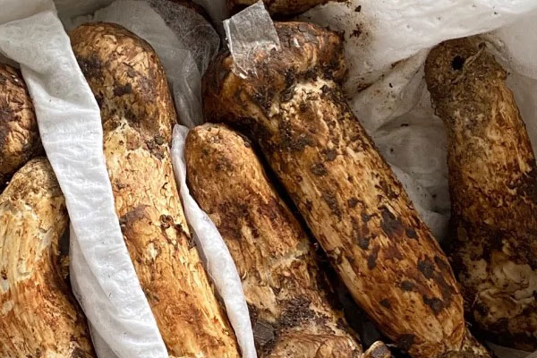 松茸的味道像什么，松茸煲骨頭湯的最佳做法