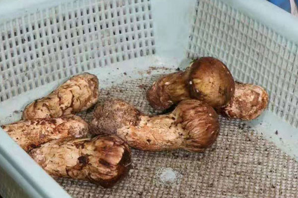 皮肌炎能吃松茸嗎，宮外孕手術(shù)后可以吃松茸嗎