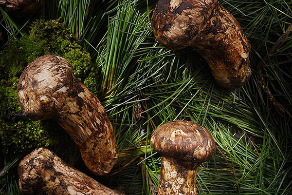 痔瘡手術(shù)后可以吃松茸嗎，子宮肌瘤能吃松茸嗎