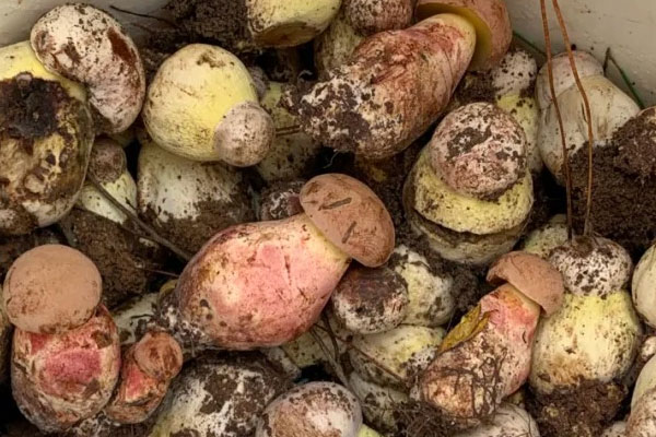 牛肝菌炒五花肉的竅門 牛肝菌炒五花肉的竅門