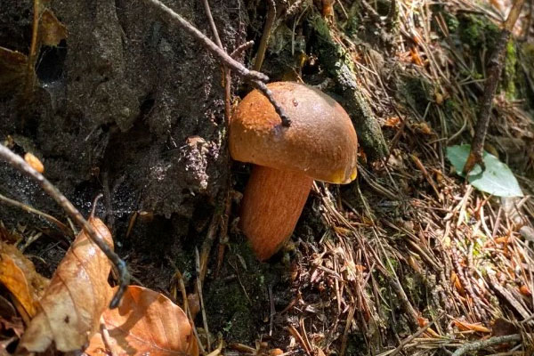 牛肝菌炒五花肉的功效作用 牛肝菌炒五花肉的功效作用