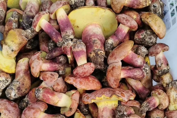 油炸牛肝菌有沒(méi)有營(yíng)養(yǎng)