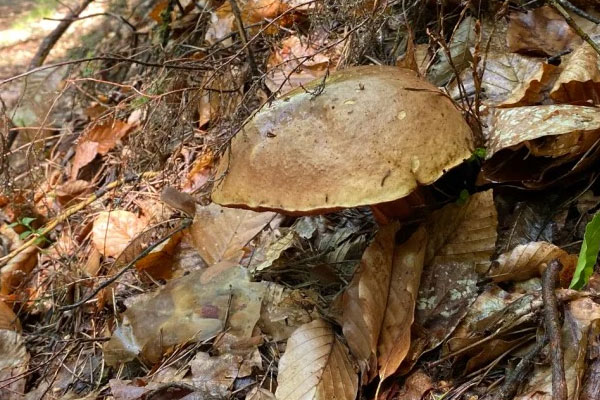 牛肝菌油冷吃還是加熱吃 牛肝菌油冷吃還是加熱吃