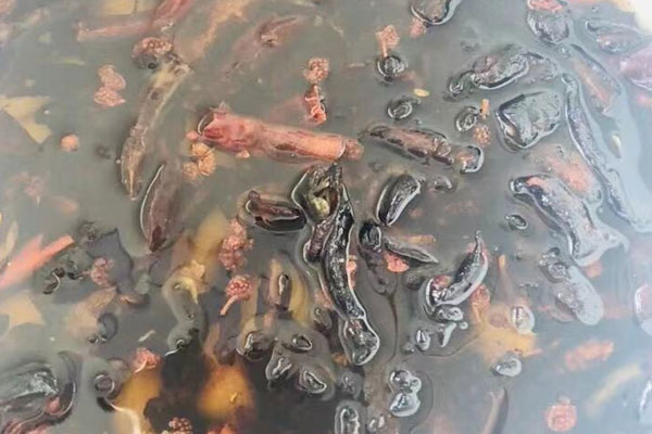 油炸過(guò)牛肝菌的油還能用嗎 油炸過(guò)牛肝菌的油還能用嗎