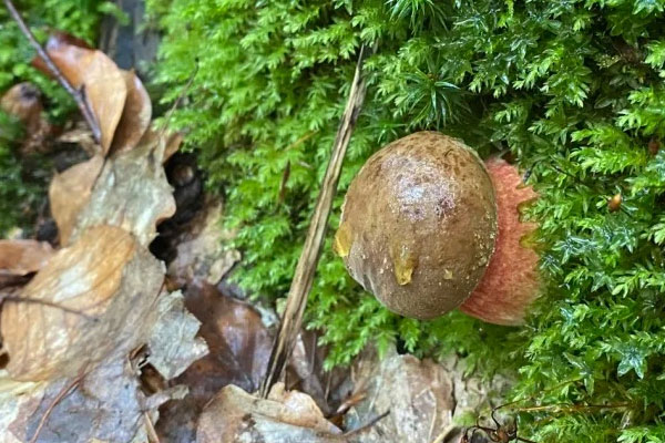 牛肝菌生長周期是多久，牛肝菌一般長在什么地方